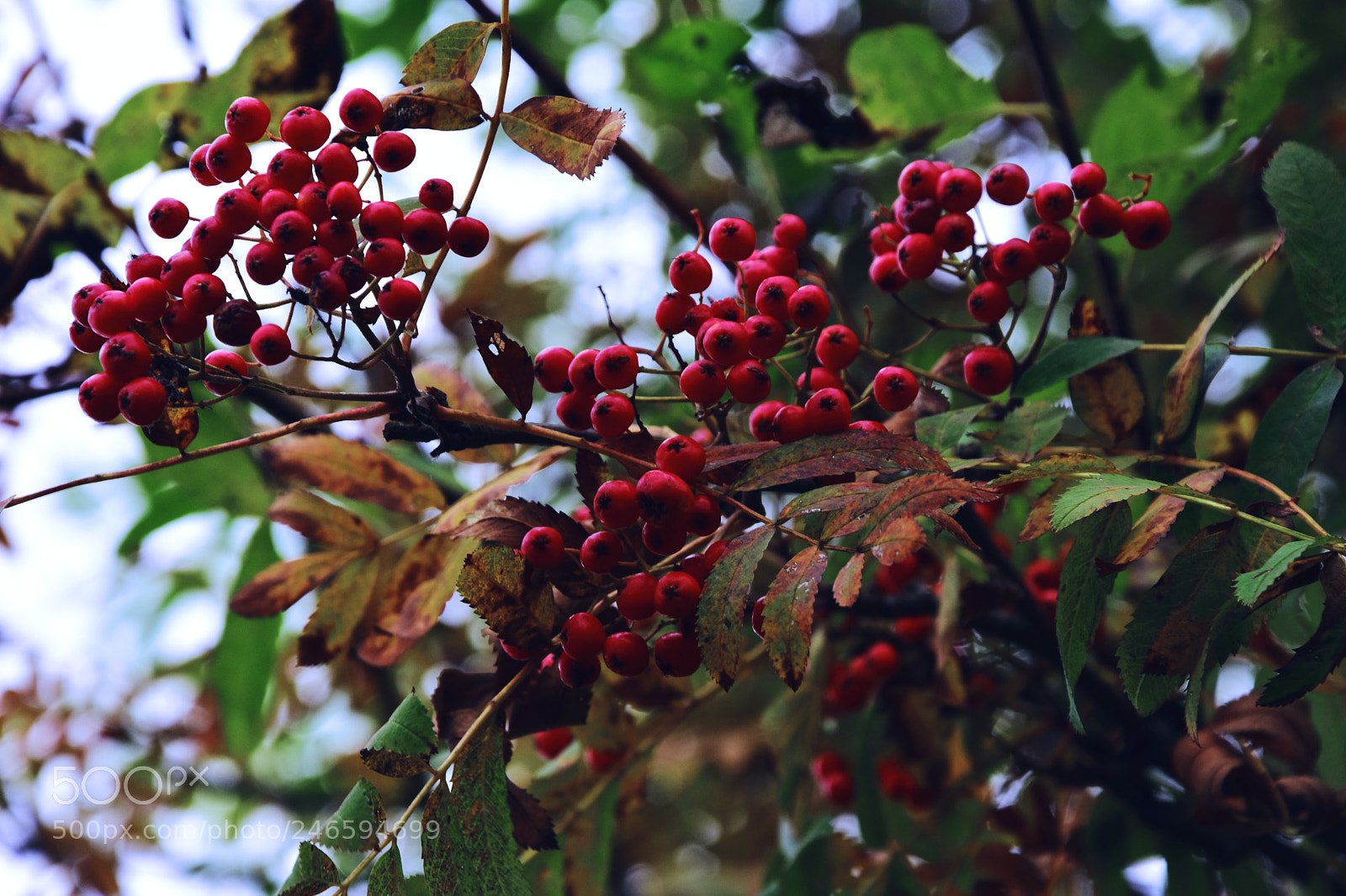 Nikon D7200 sample photo. Memories photography