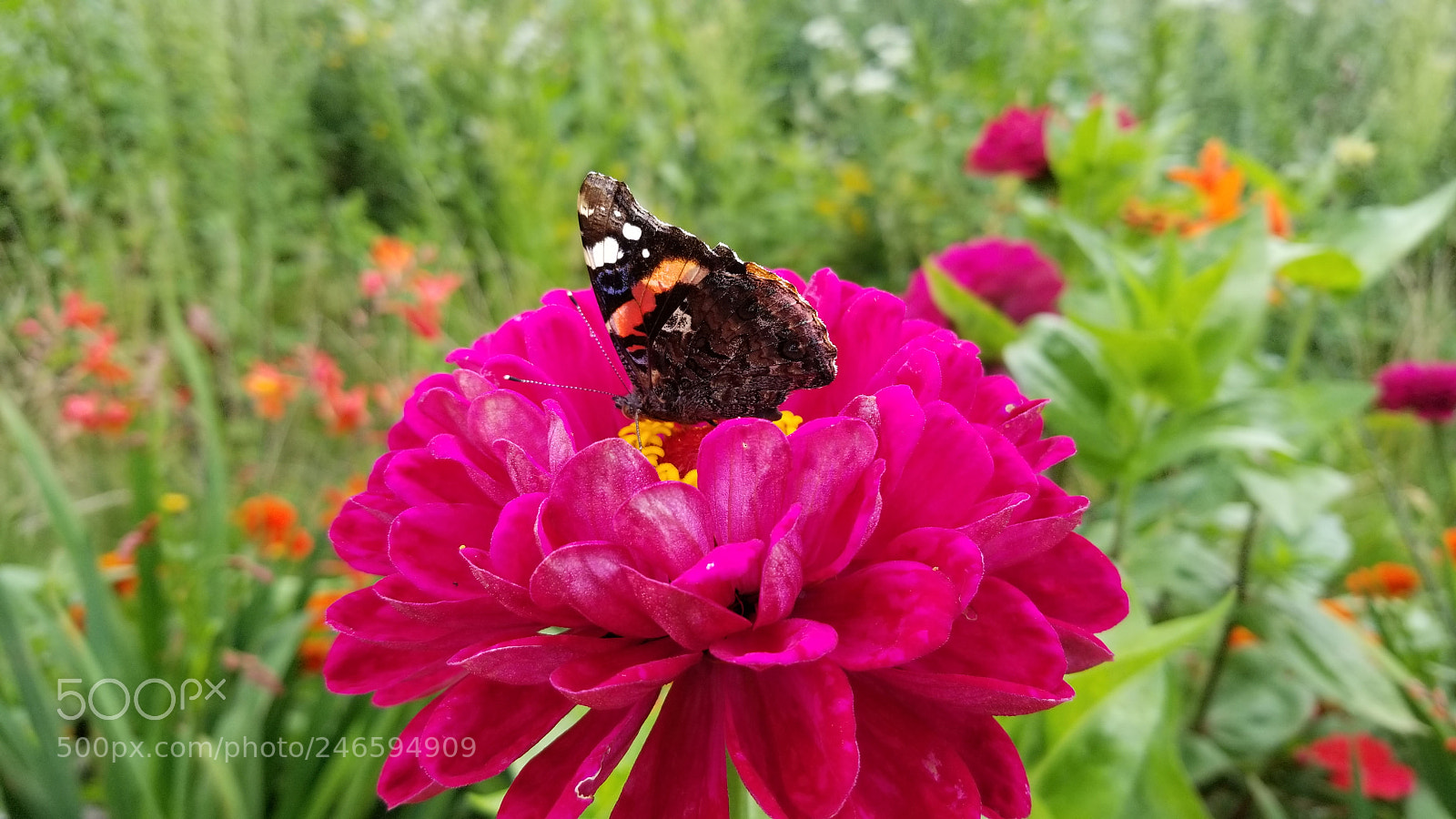 Samsung Galaxy S8+ sample photo. 蝶恋花 photography