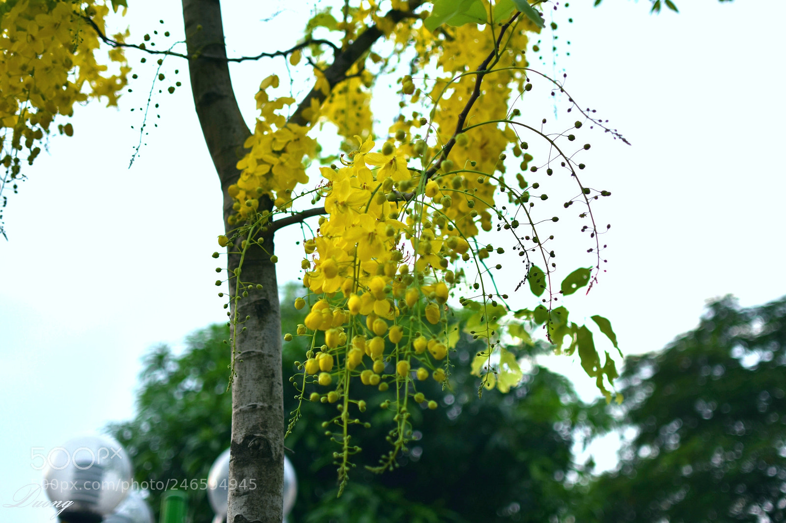 Nikon D7200 sample photo. Thailand flower 3 photography