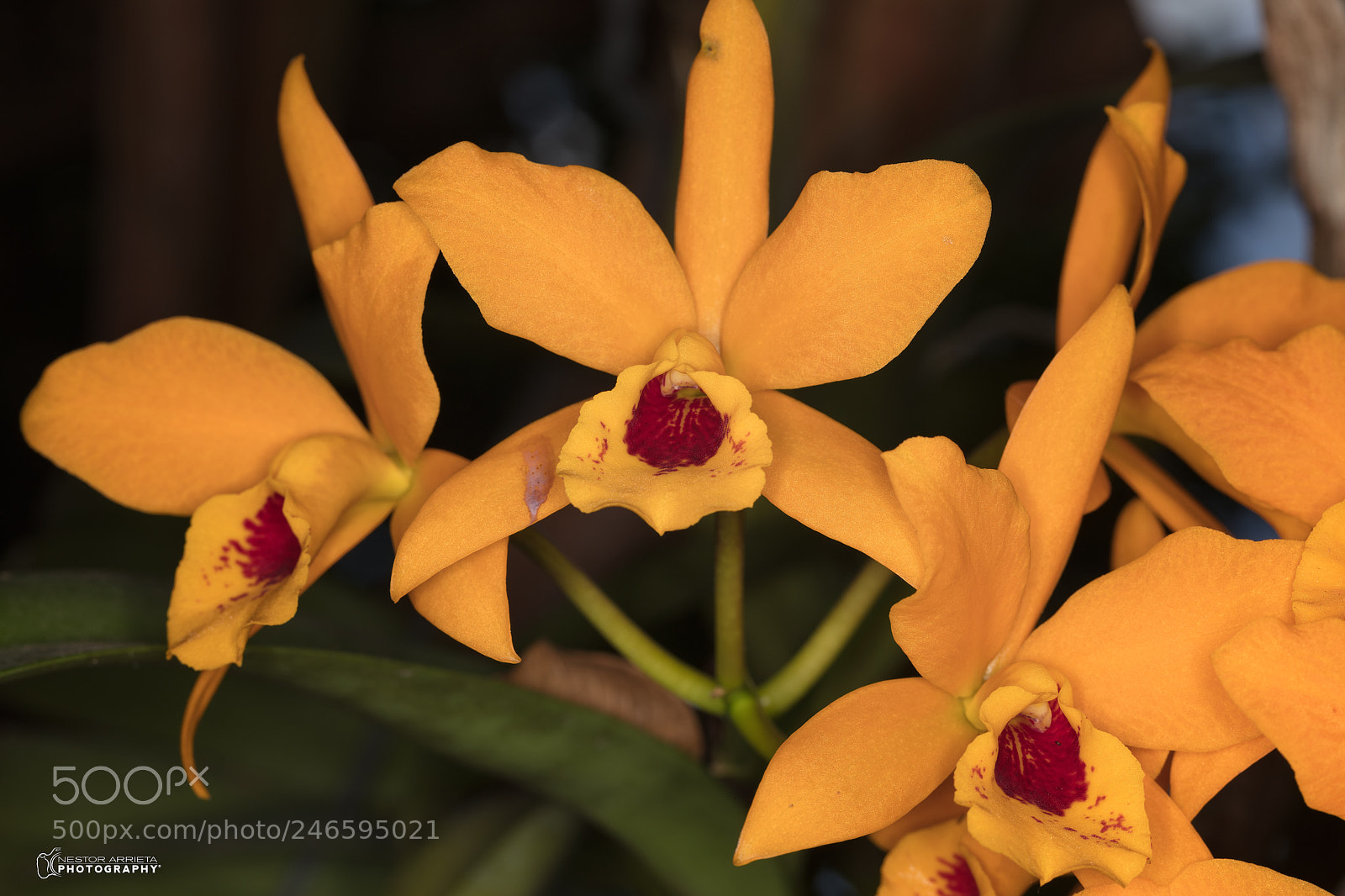 Canon EOS 5DS R sample photo. Orchid photography