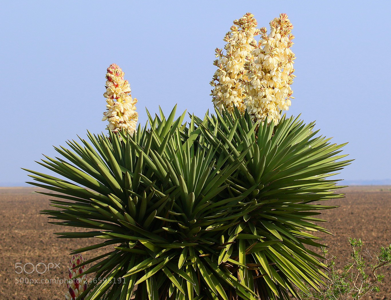 Canon EOS 7D Mark II sample photo. Yucca with blooming flowers photography