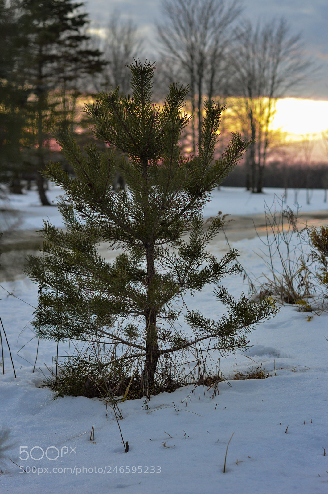 Nikon D3200 sample photo. Something bout a tree photography