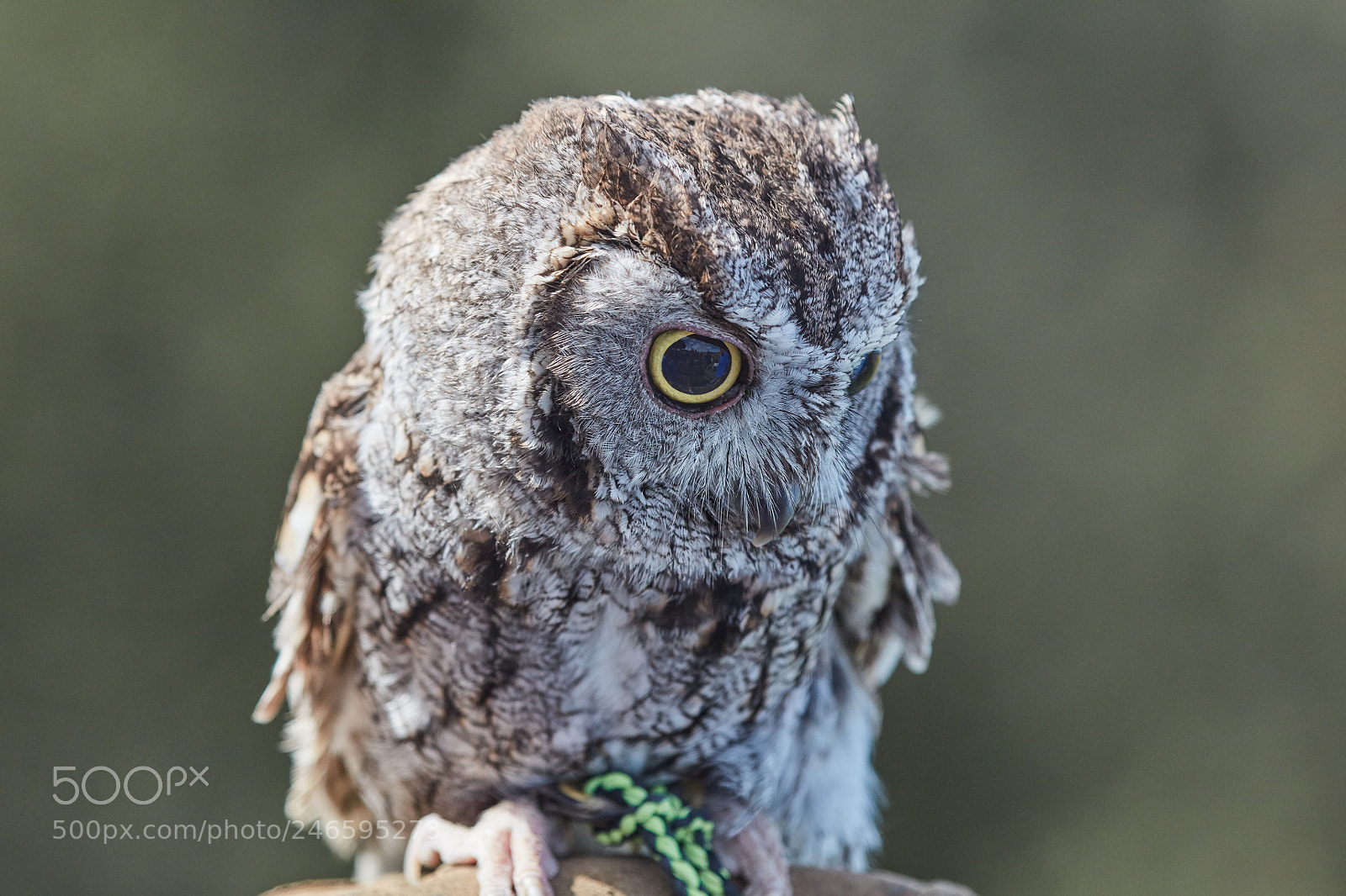 Canon EOS 5DS R sample photo. Luna, a diminutive screech photography