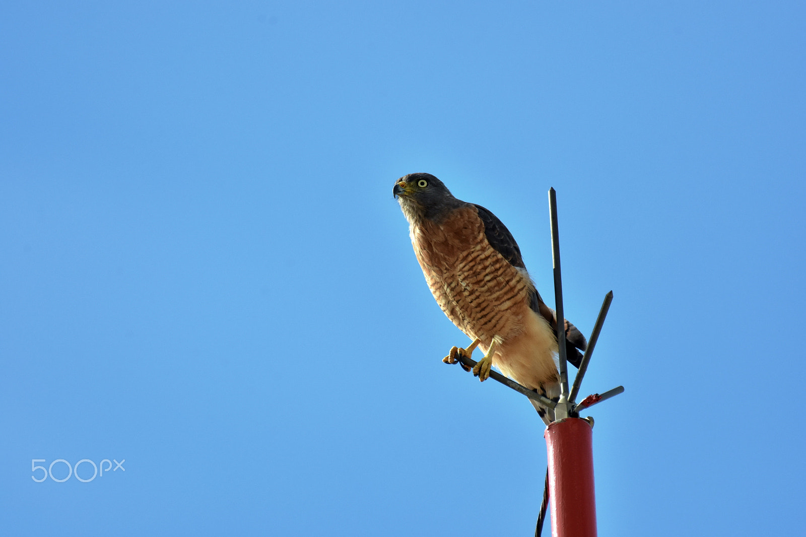 Nikon AF-S Nikkor 200-500mm F5.6E ED VR sample photo. Ready to attack photography