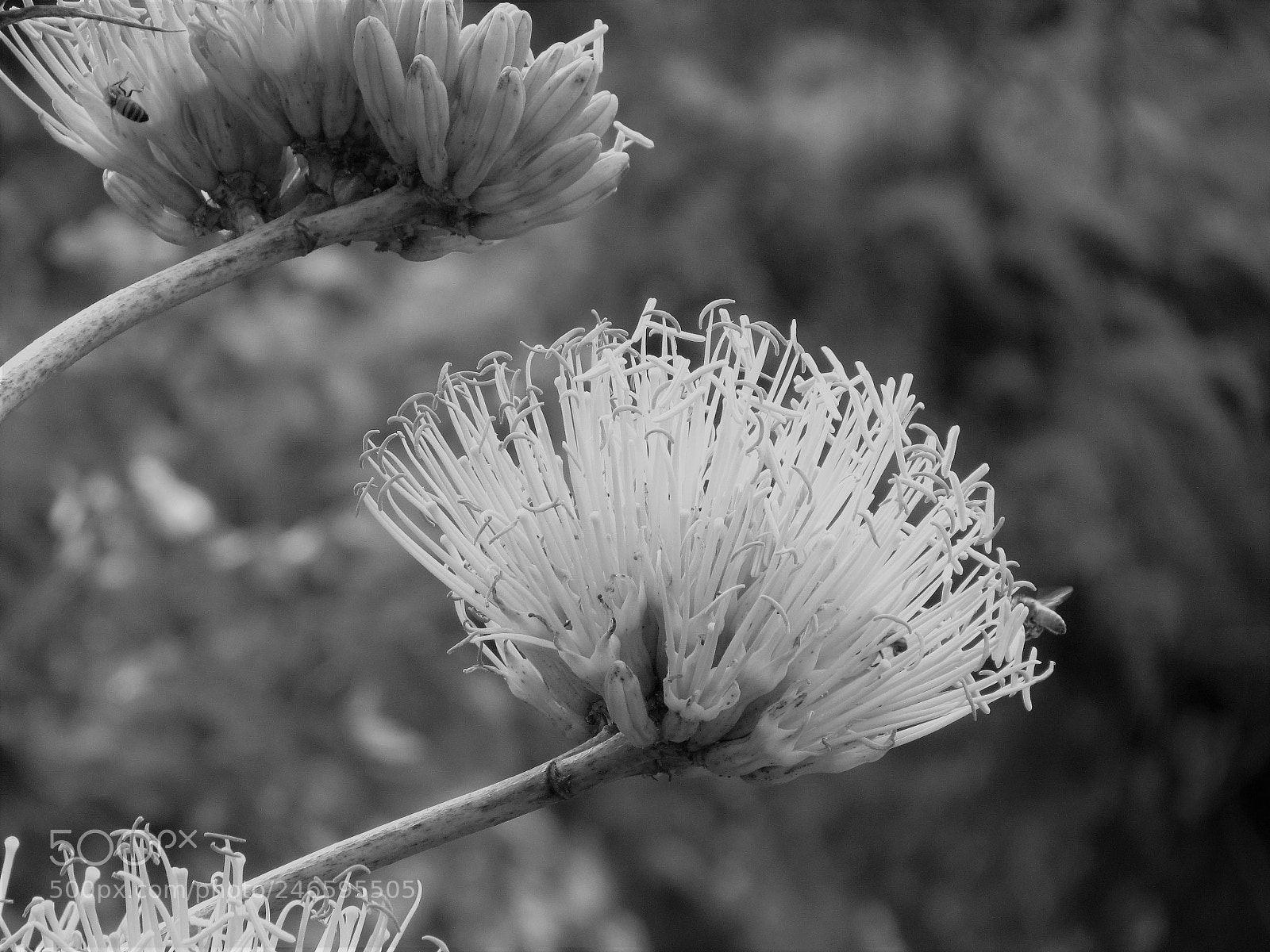 Canon PowerShot SX30 IS sample photo. Agave monochrome photography