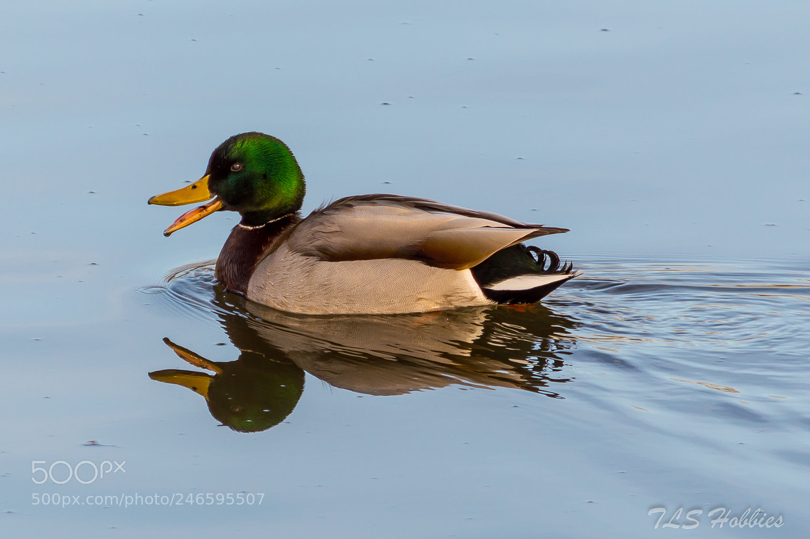 Nikon D3200 sample photo. Quack quack photography