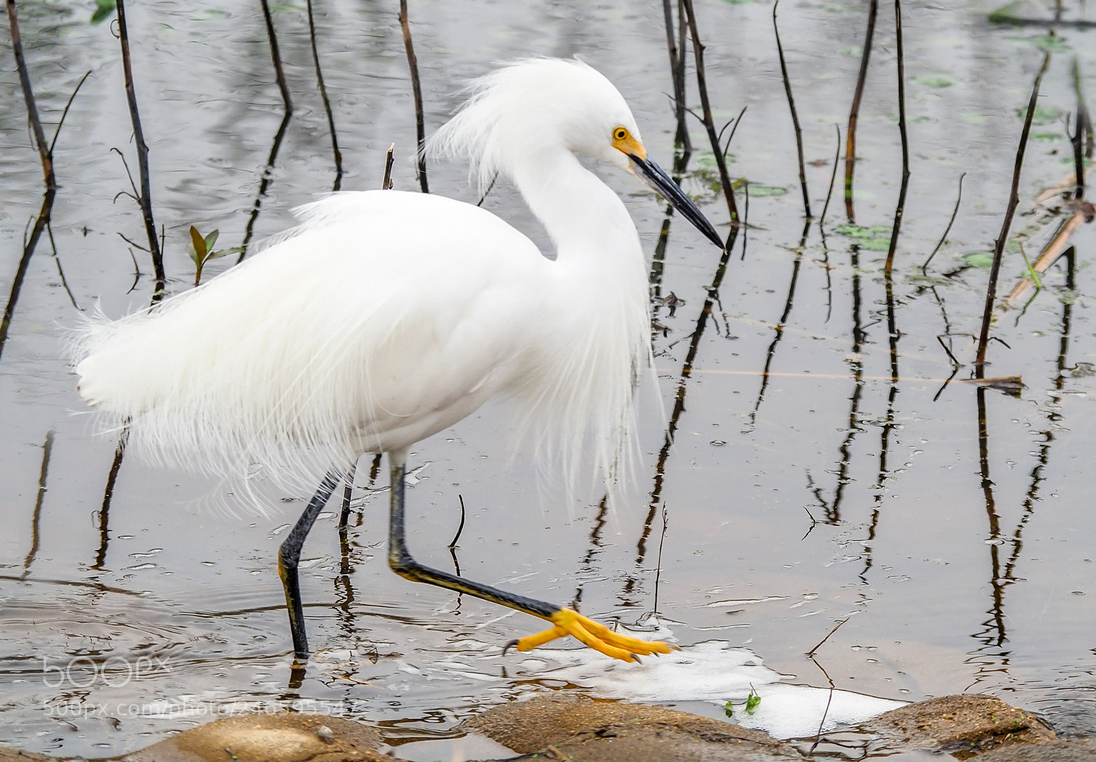 Olympus OM-D E-M1 Mark II sample photo. Bird photography
