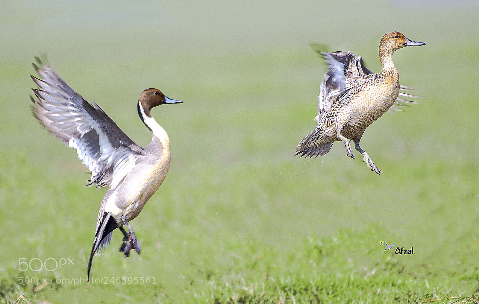 Nikon D500 sample photo. Vertical take-off…. photography