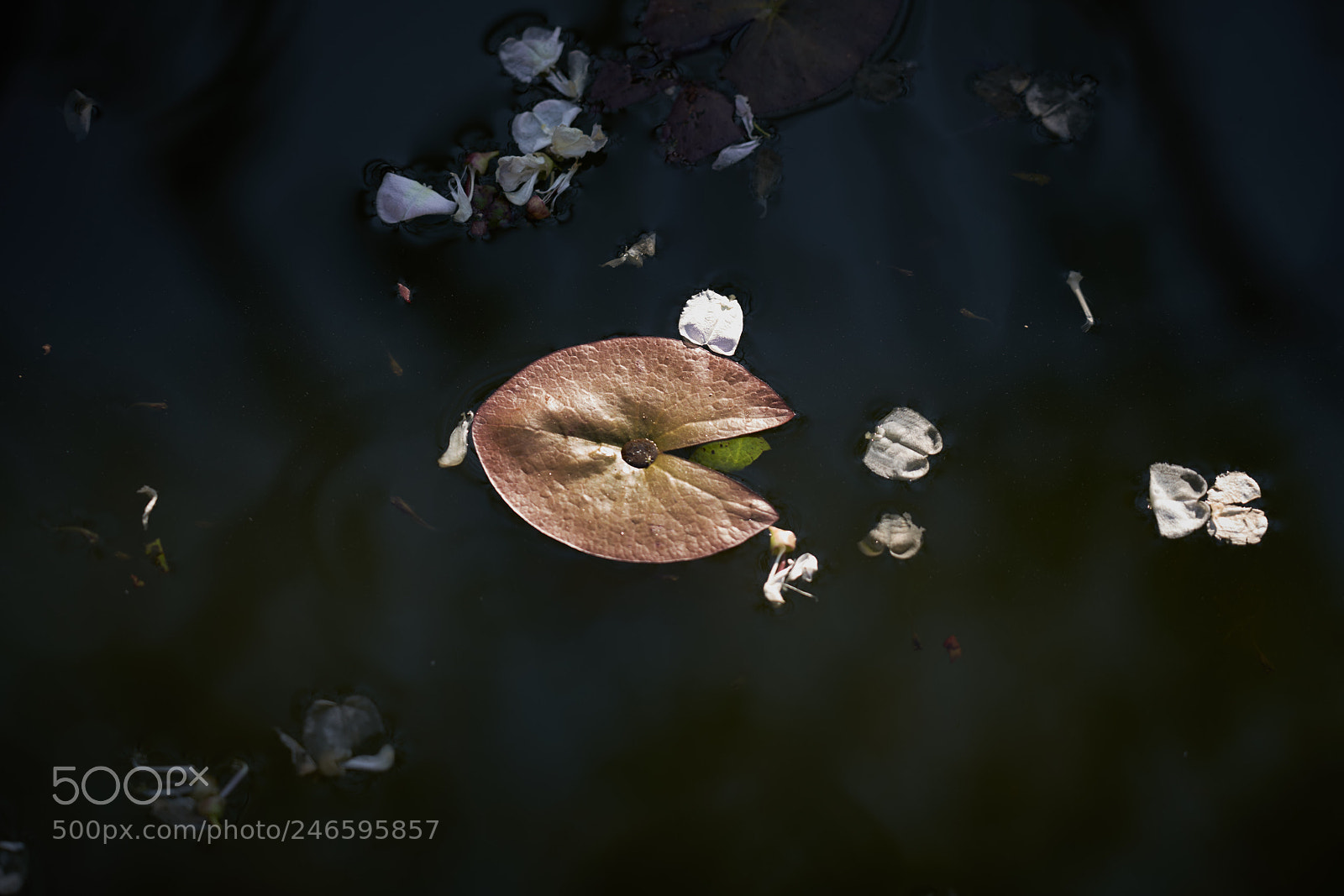 Sony a7R III sample photo. Leaf photography