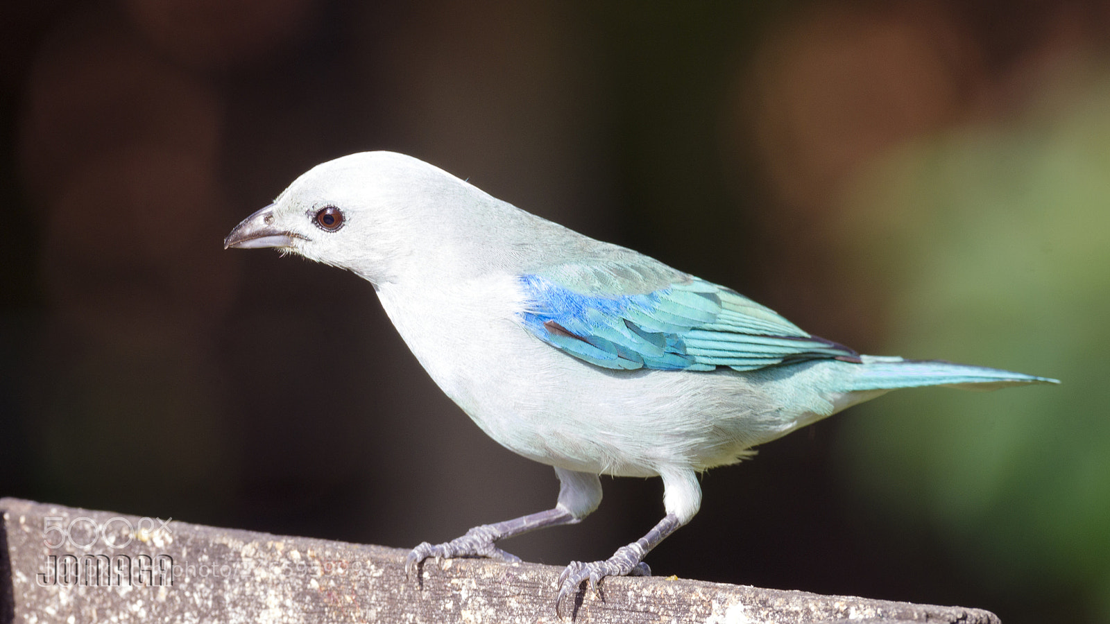 Pentax K-1 sample photo. Blue bird photography
