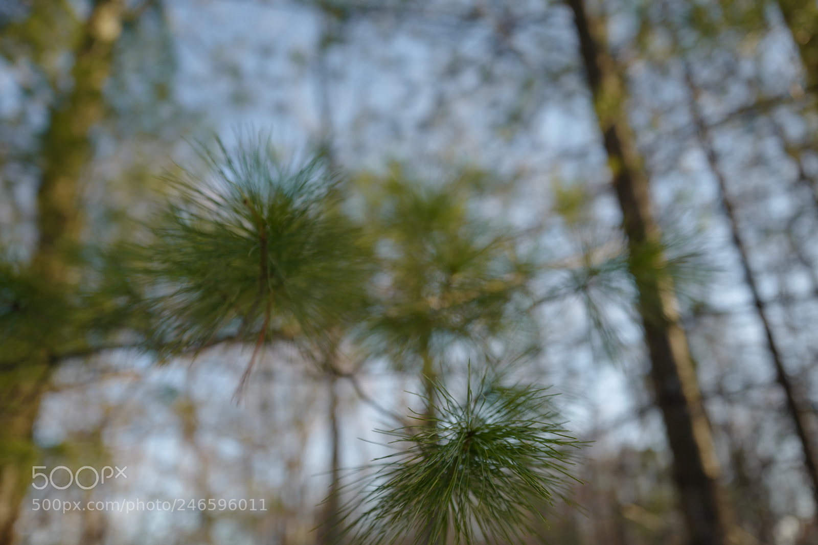 Leica Q (Typ 116) sample photo. L photography