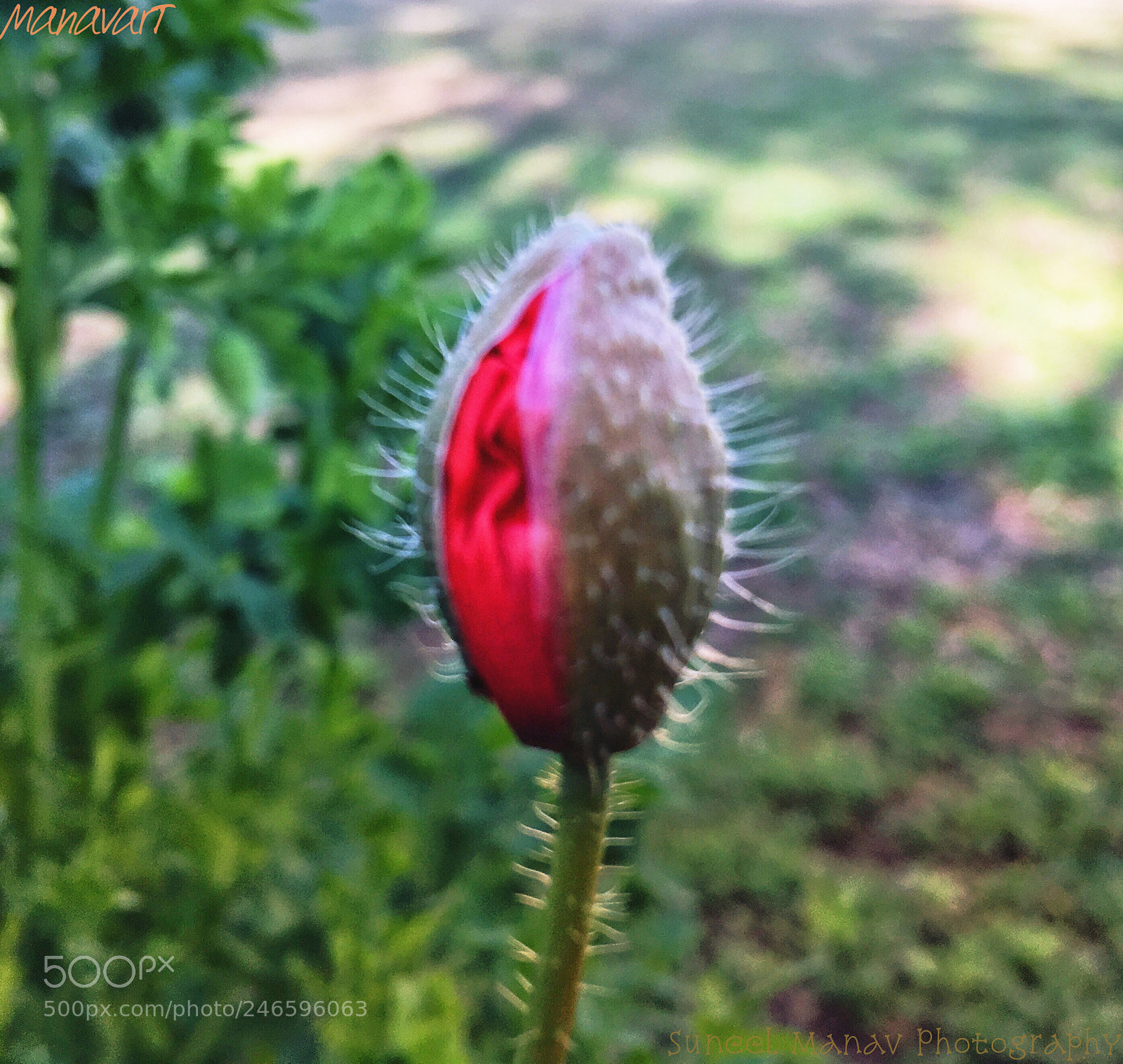 Apple iPhone SE sample photo. Untitled photography