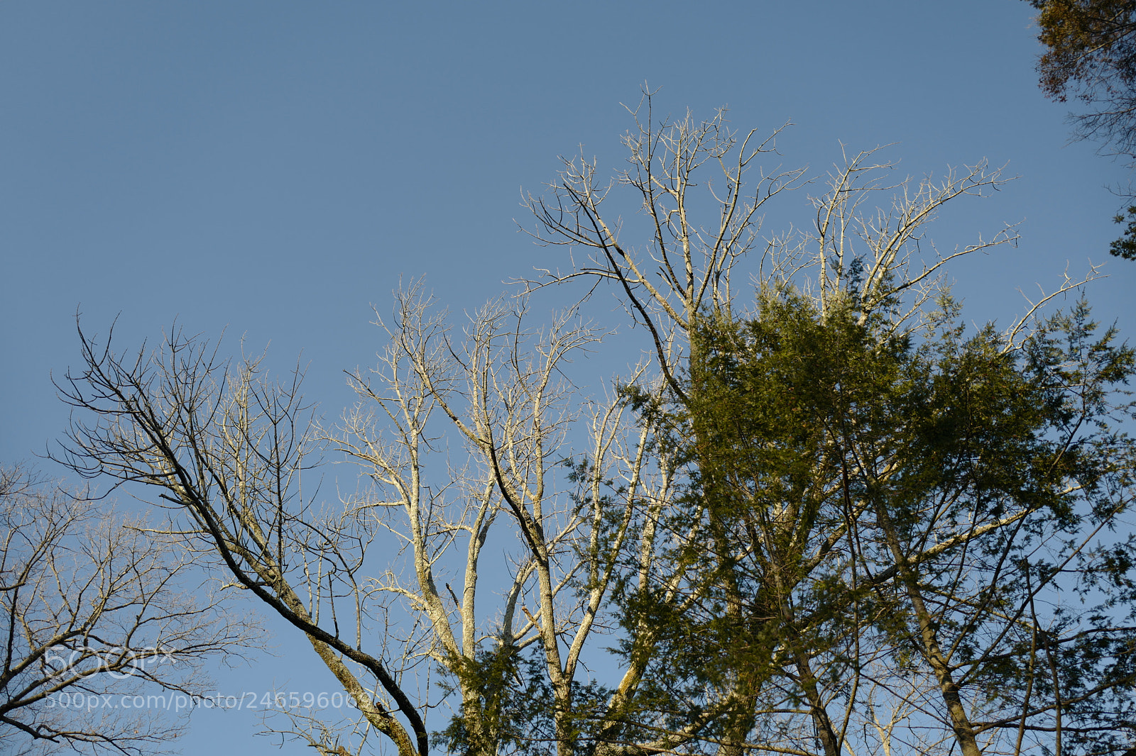 Leica Q (Typ 116) sample photo. L photography