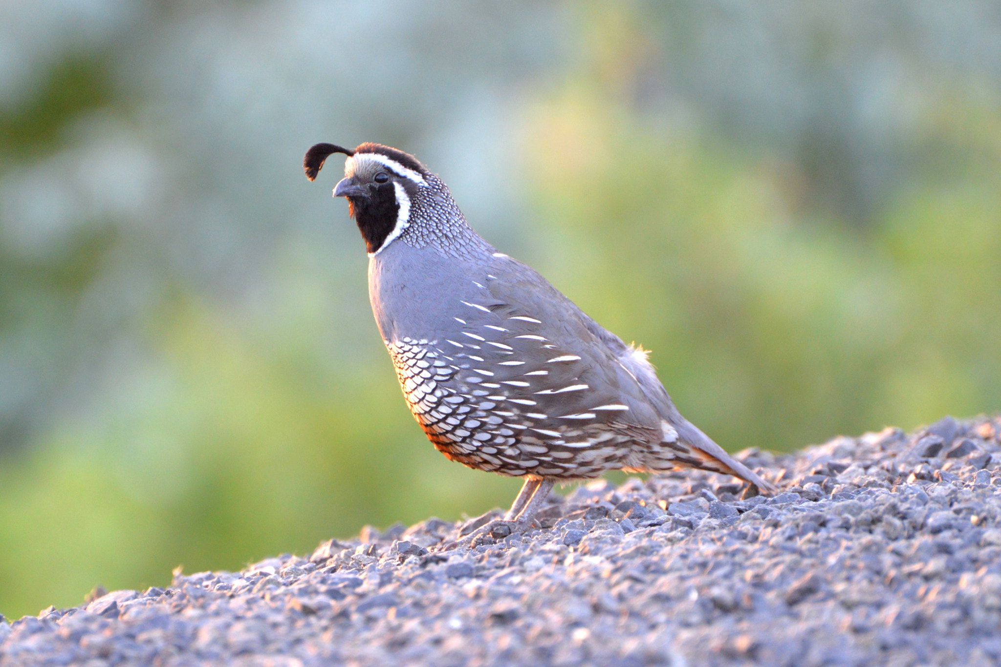 Nikon D610 sample photo. California mountain quail photography