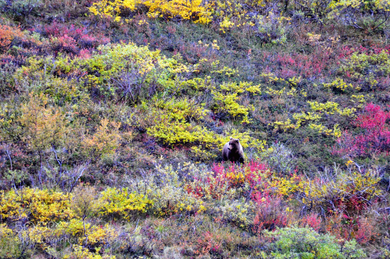 Nikon D90 sample photo. Autumn in denali photography