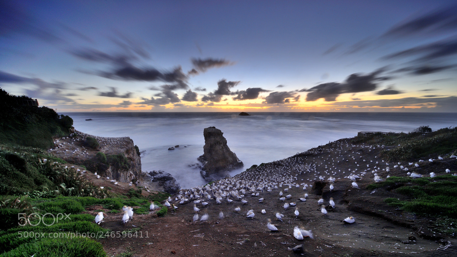 Nikon D810 sample photo. Sunset over muriwai gannet photography