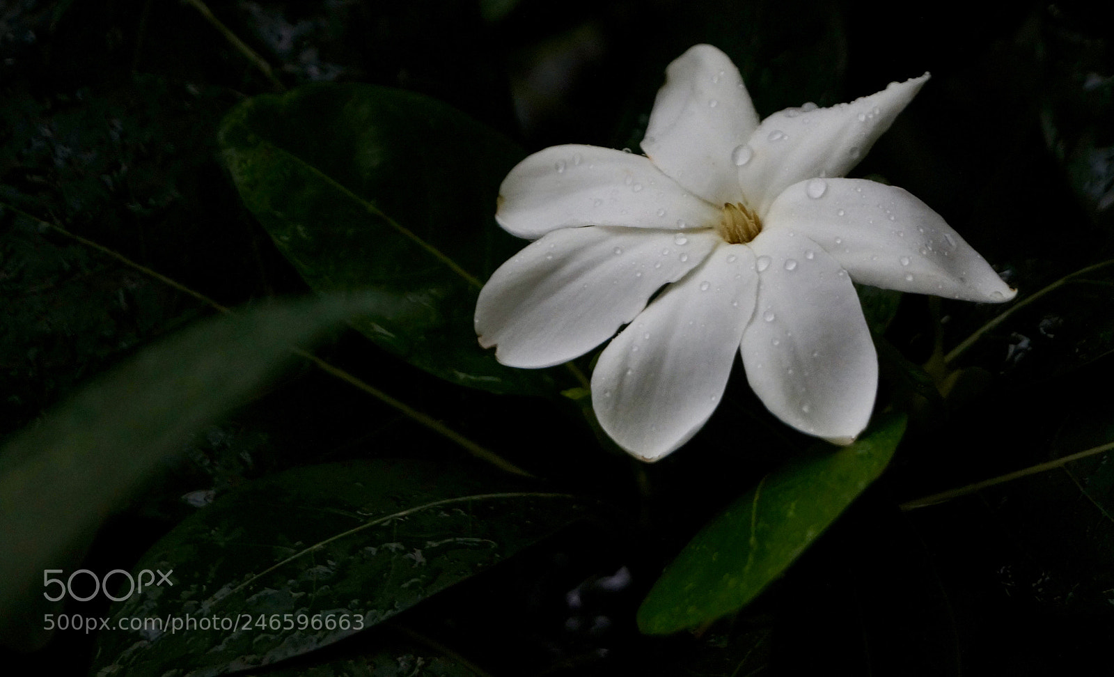 Sony SLT-A58 sample photo. Flower in the rainforest photography