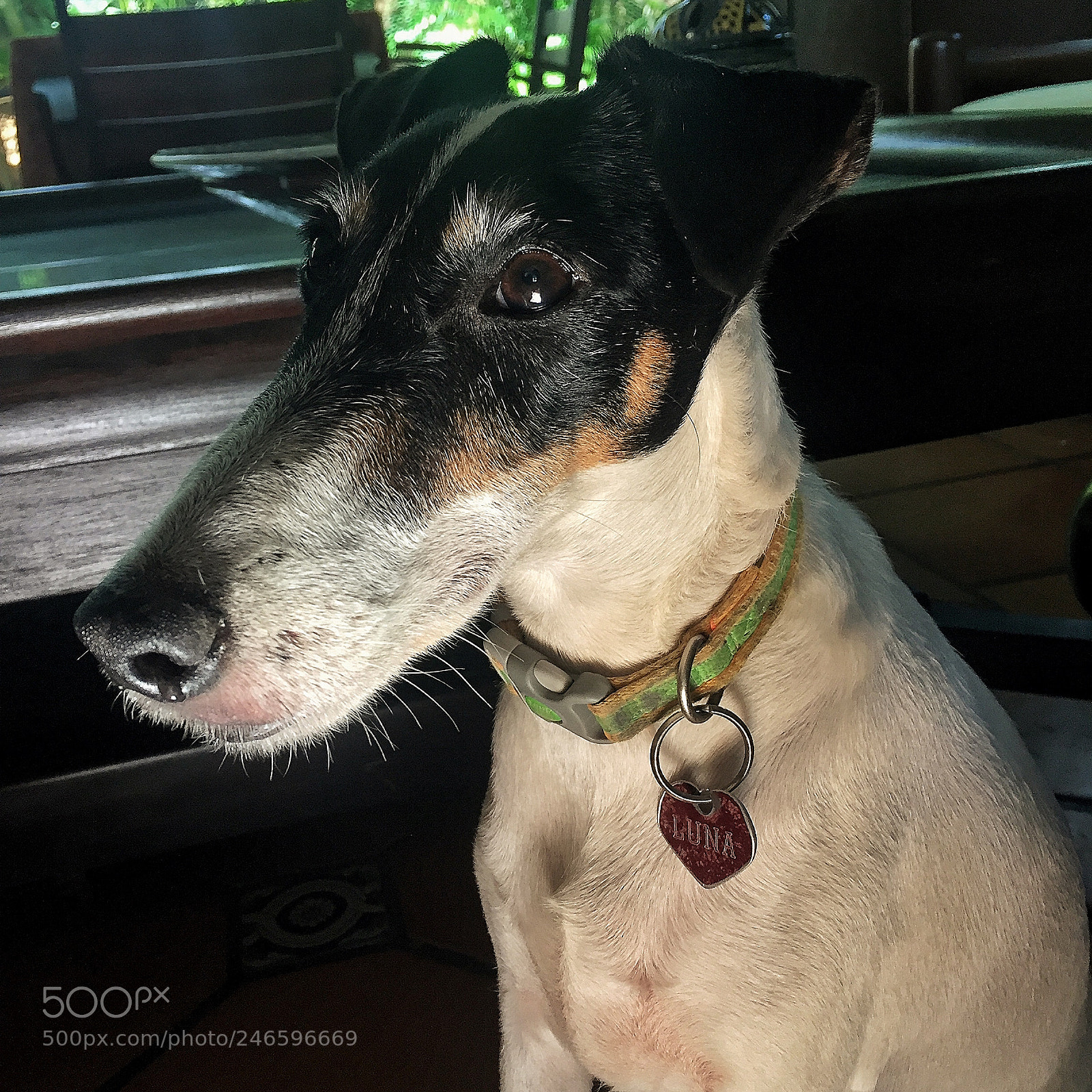 Apple iPhone 6 sample photo. Luna’s portrait photography