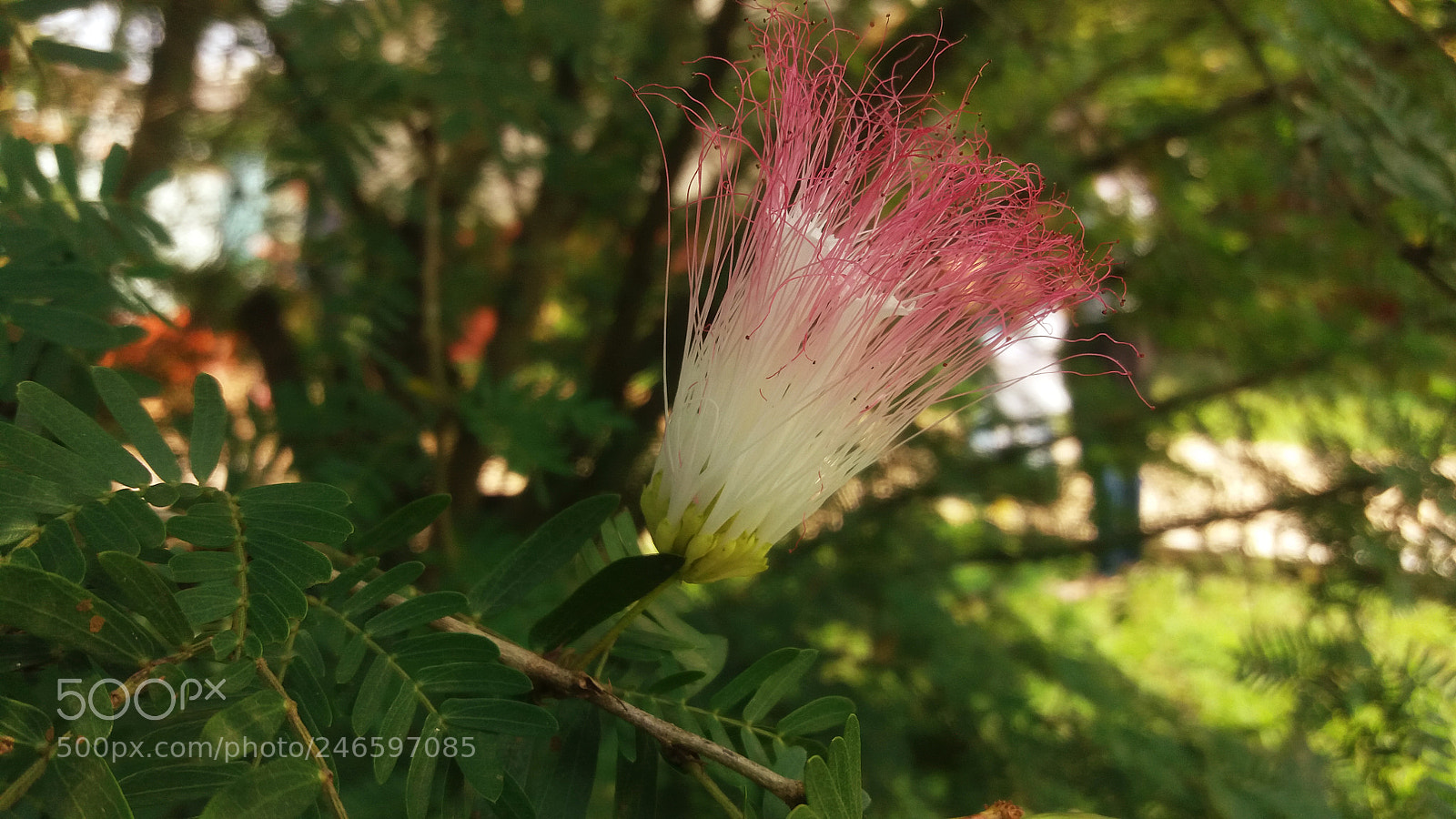 Samsung Galaxy J5 sample photo. Flor photography