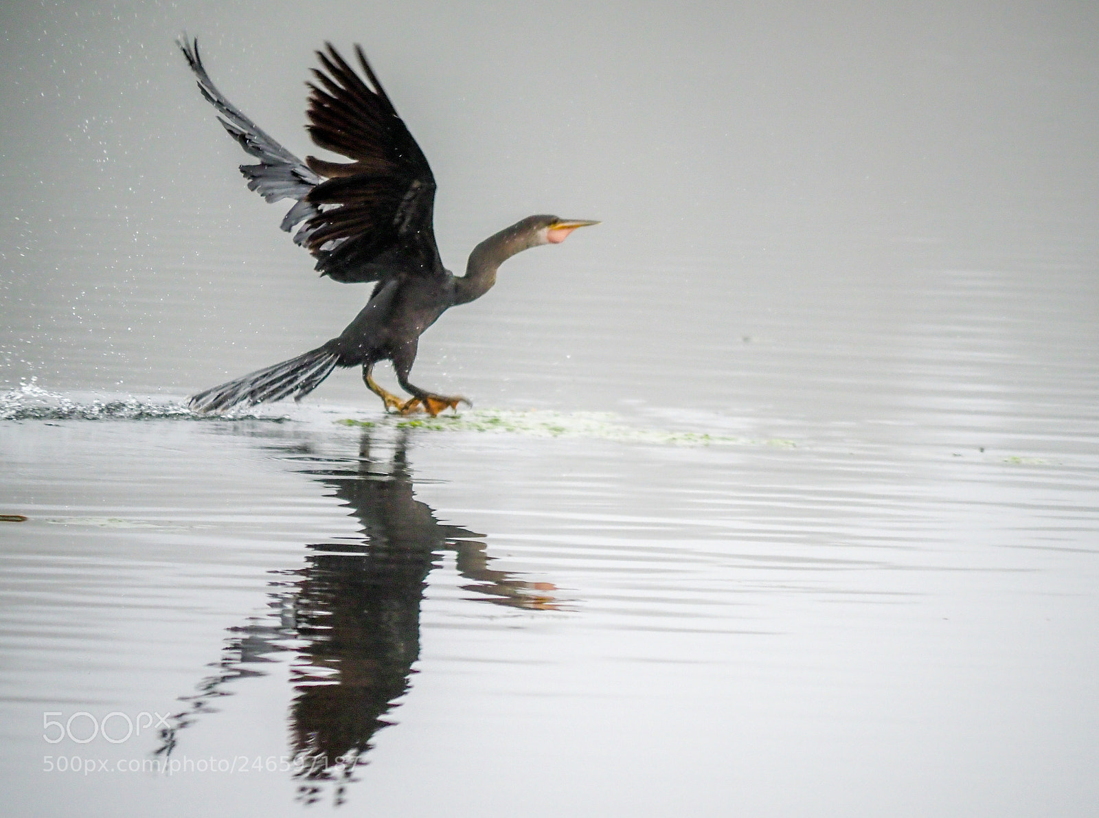 Olympus OM-D E-M1 Mark II sample photo. Anhinga photography