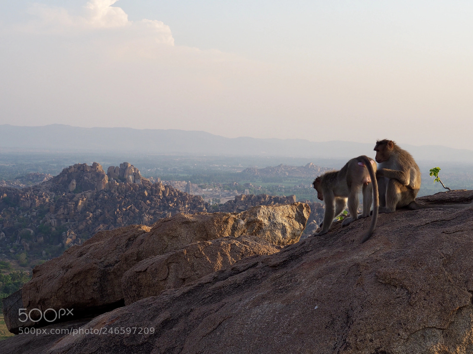 Olympus OM-D E-M10 II sample photo. Macaques in hampi, india photography