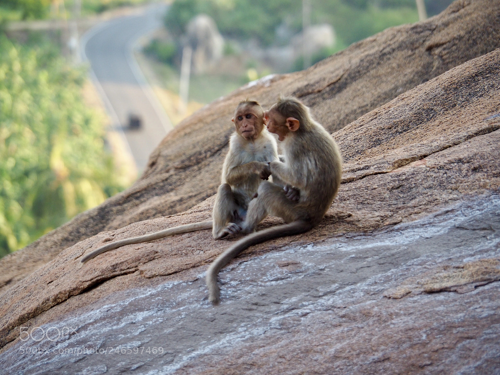 Olympus OM-D E-M10 II sample photo. Two young macaques play photography