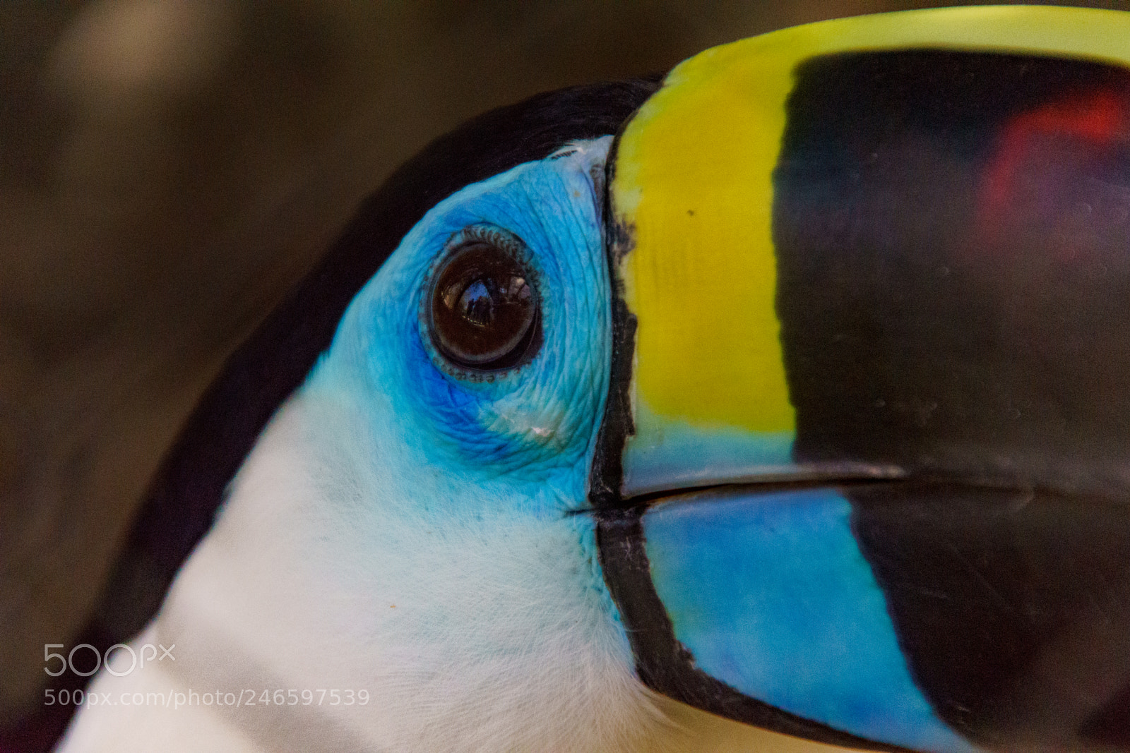 Sony ILCA-77M2 sample photo. Tucan closeup photography