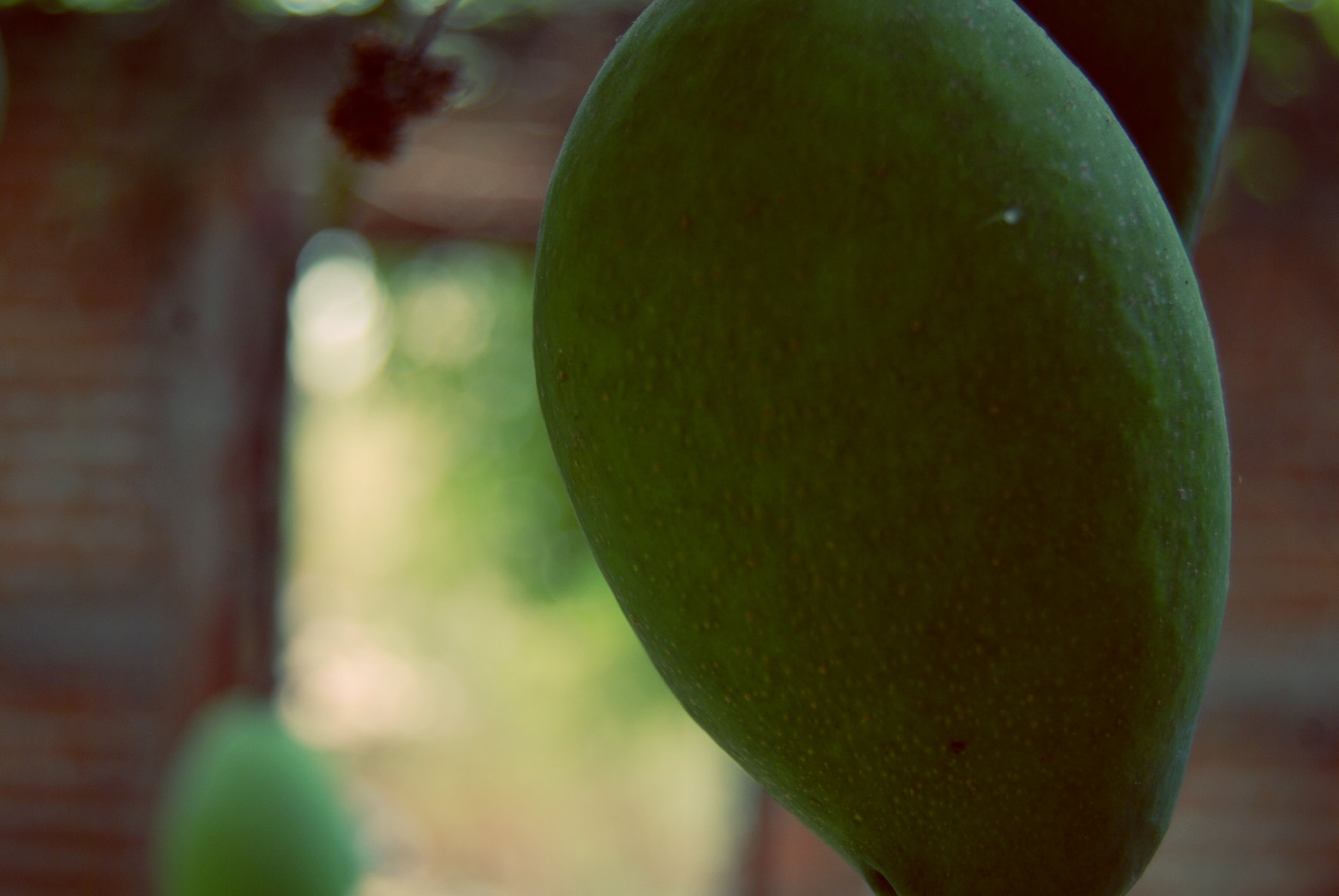 Nikon D40X sample photo. Only green photography