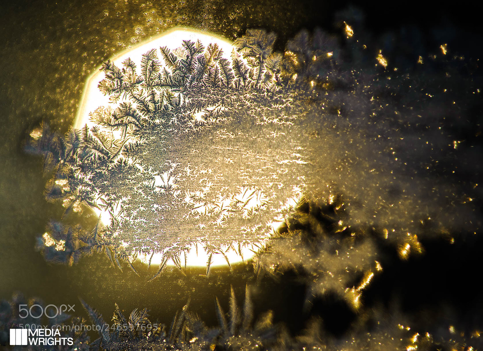 Nikon D3 sample photo. Frost photography