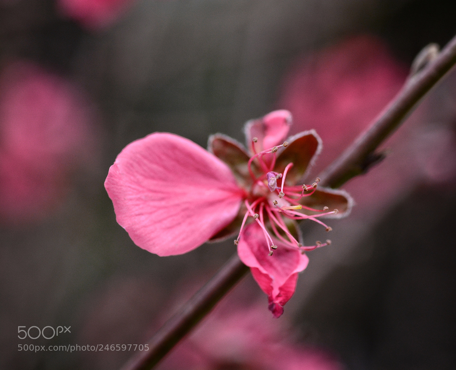 Nikon D7100 sample photo. Untitled photography