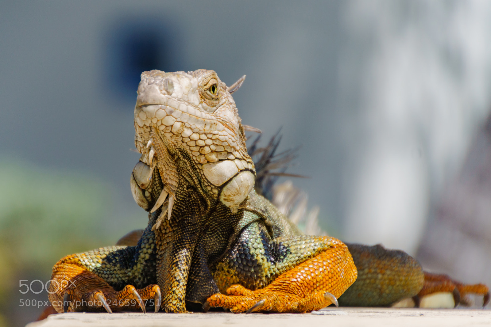 Sony ILCA-77M2 sample photo. Posing iguana photography