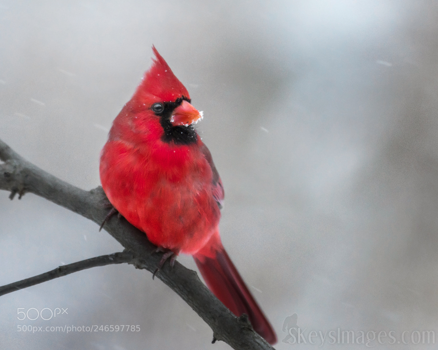 Nikon D500 sample photo. Snow kissed (northern cardinal) photography