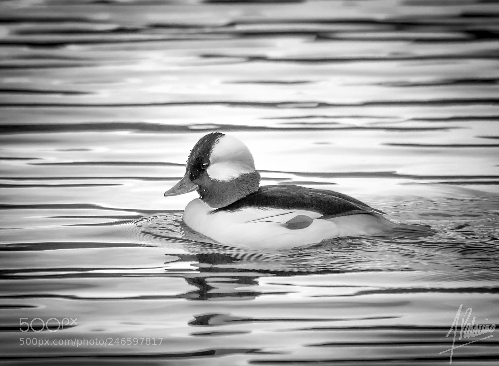 Canon EOS 7D sample photo. Bufflehead at yellow lake photography
