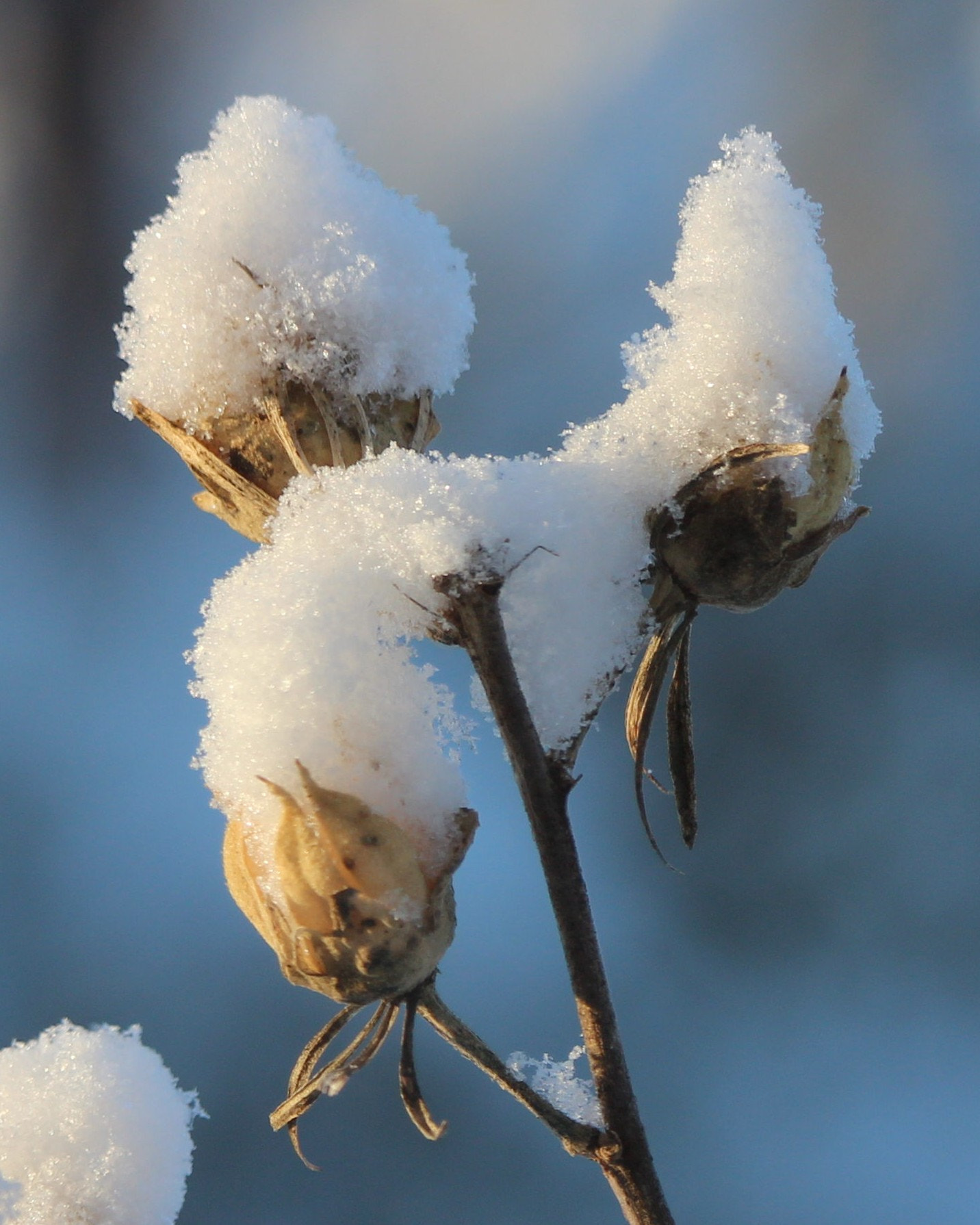Canon EF-S 55-250mm F4-5.6 IS STM sample photo. New snow on old buds photography