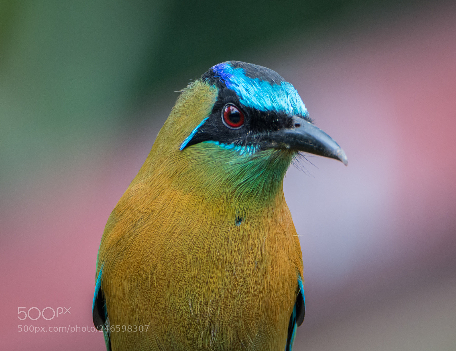 Nikon D7200 sample photo. Motmot photography