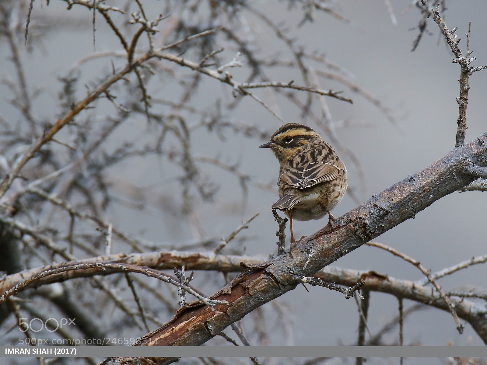 Canon EOS 7D Mark II sample photo. Black-throated accentor (prunella atrogularis) photography