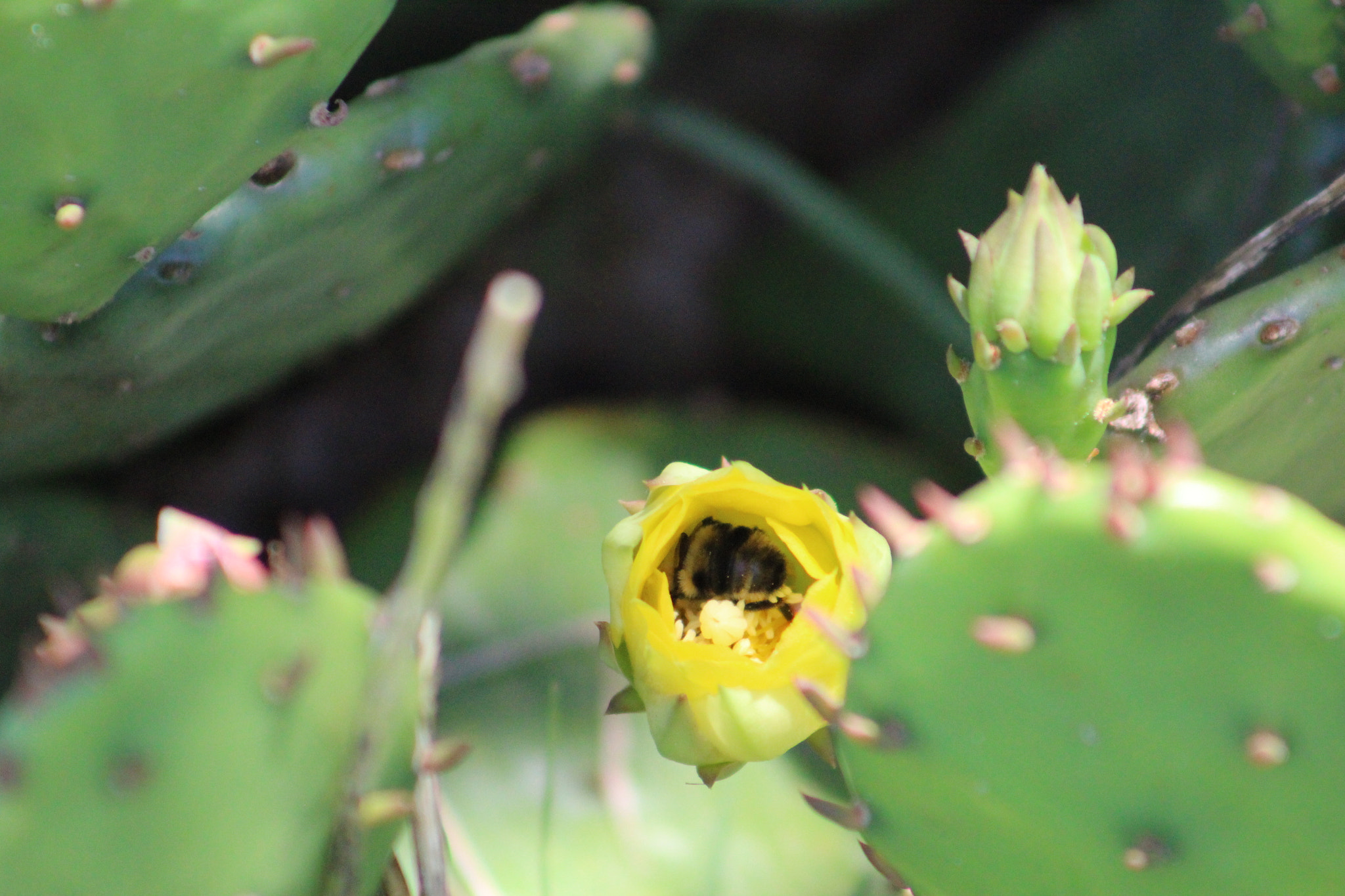 Canon EF 75-300mm f/4-5.6 USM sample photo. Cactus photography