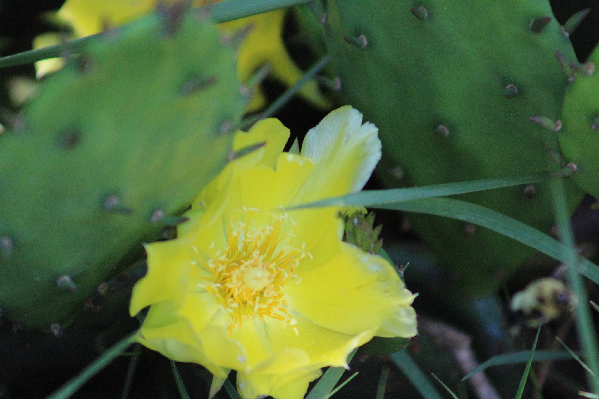 Canon EF 75-300mm f/4-5.6 USM sample photo. Cactus photography