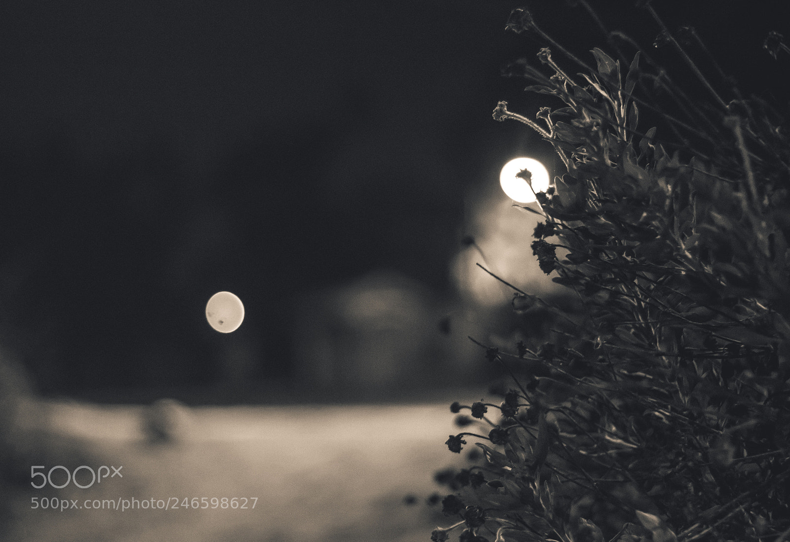 Canon EOS 100D (EOS Rebel SL1 / EOS Kiss X7) sample photo. Street plant at night photography
