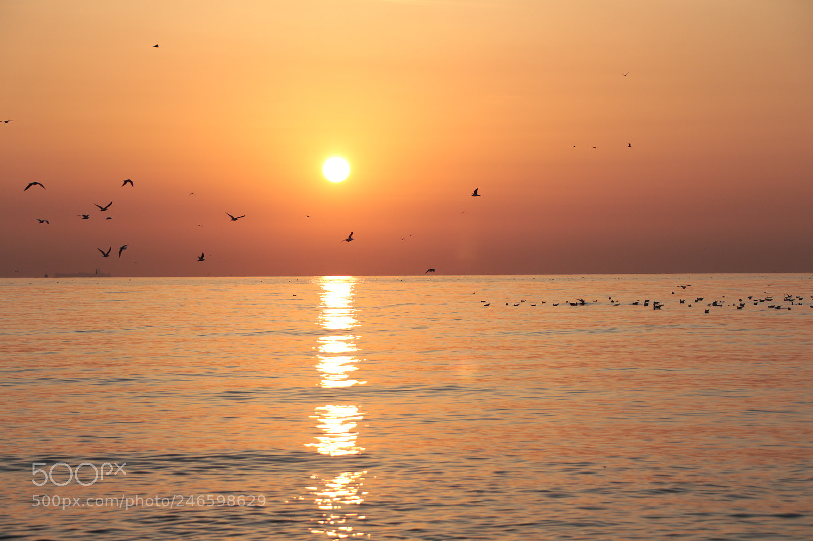 Canon EOS 700D (EOS Rebel T5i / EOS Kiss X7i) sample photo. Sunrise and birds photography