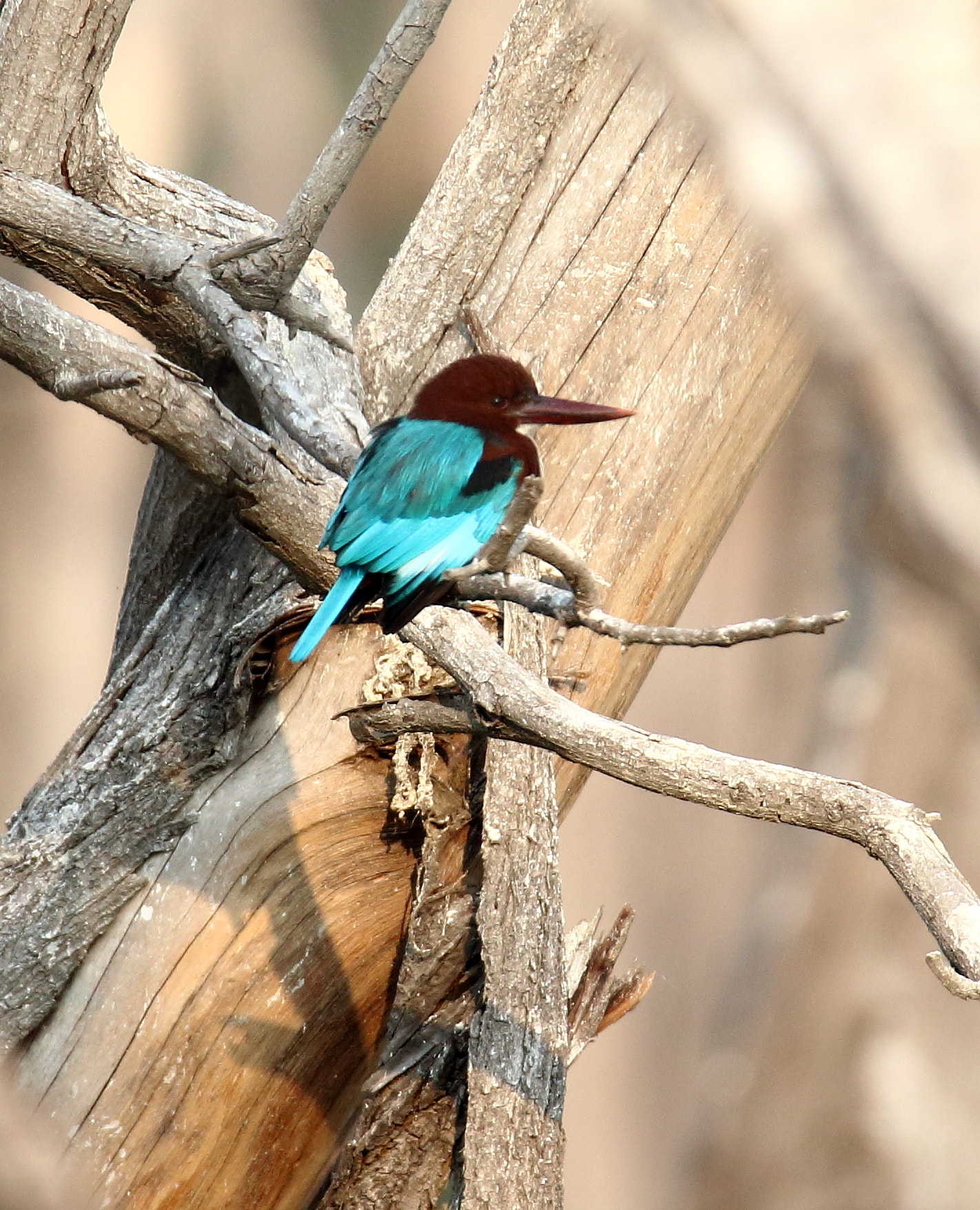 Canon EOS 70D + Canon EF 100-400mm F4.5-5.6L IS II USM sample photo. White throated kingfisher photography