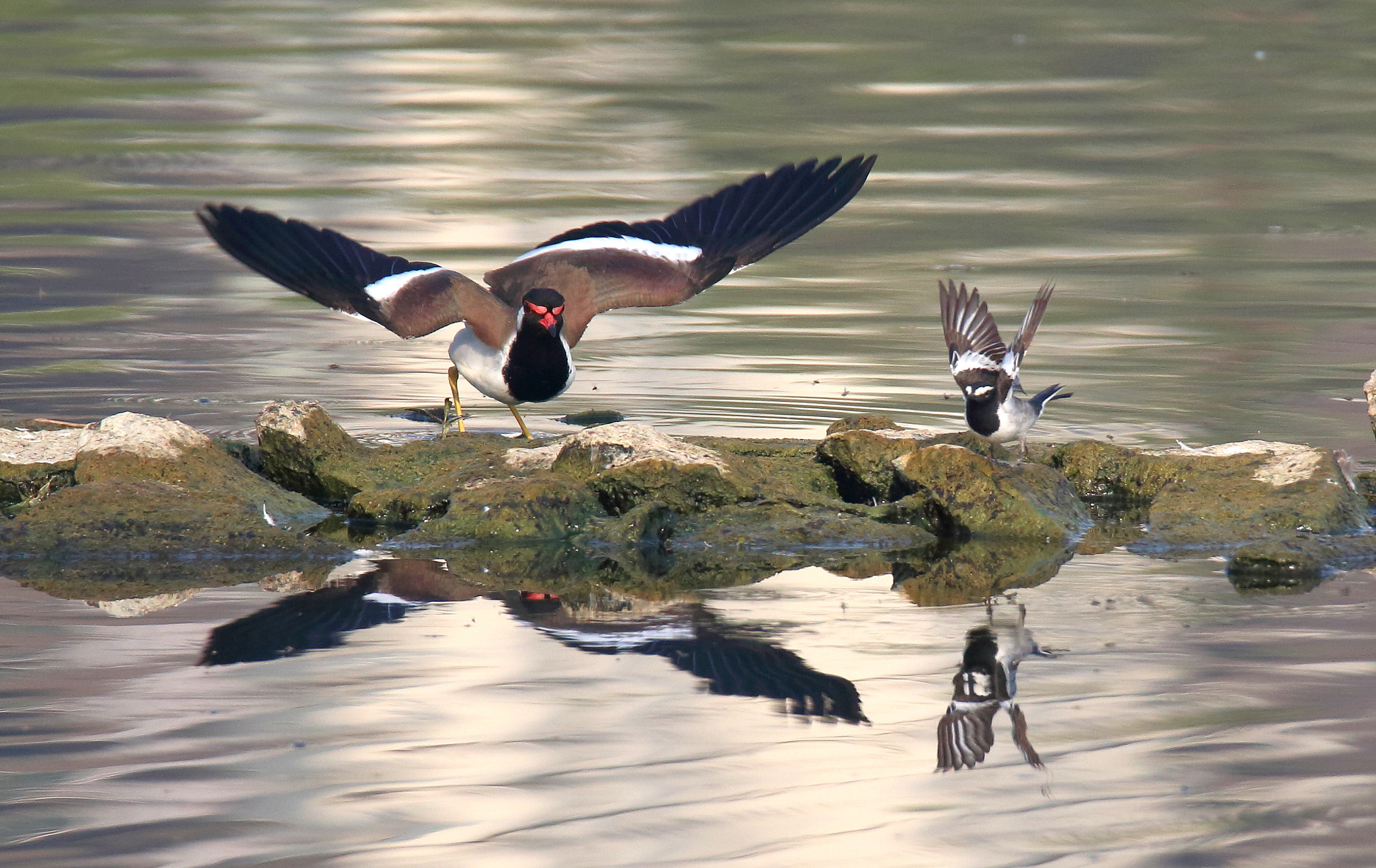 Canon EOS 70D + Canon EF 100-400mm F4.5-5.6L IS II USM sample photo. Red wattled lapwing and white browed wagtail photography