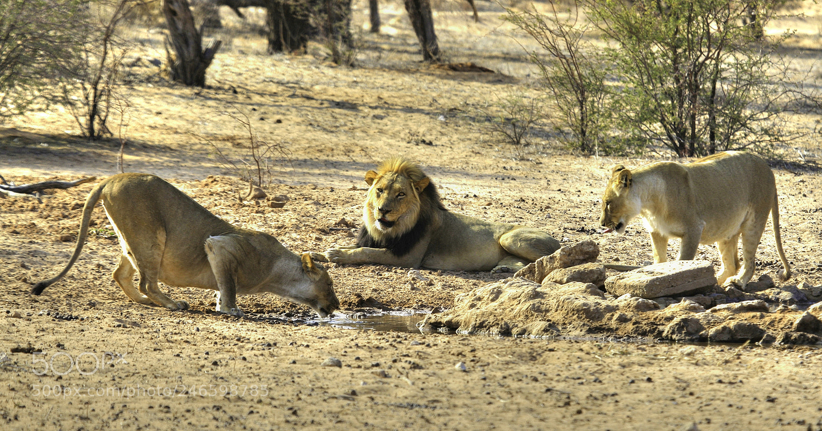 Canon EOS-1D Mark III sample photo. Slaking their thirst photography