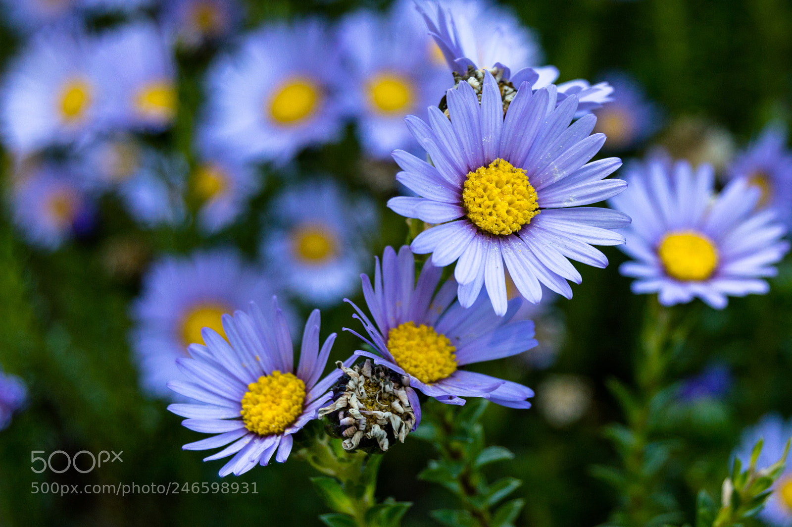 Nikon D3200 sample photo. Flower bokeh photography