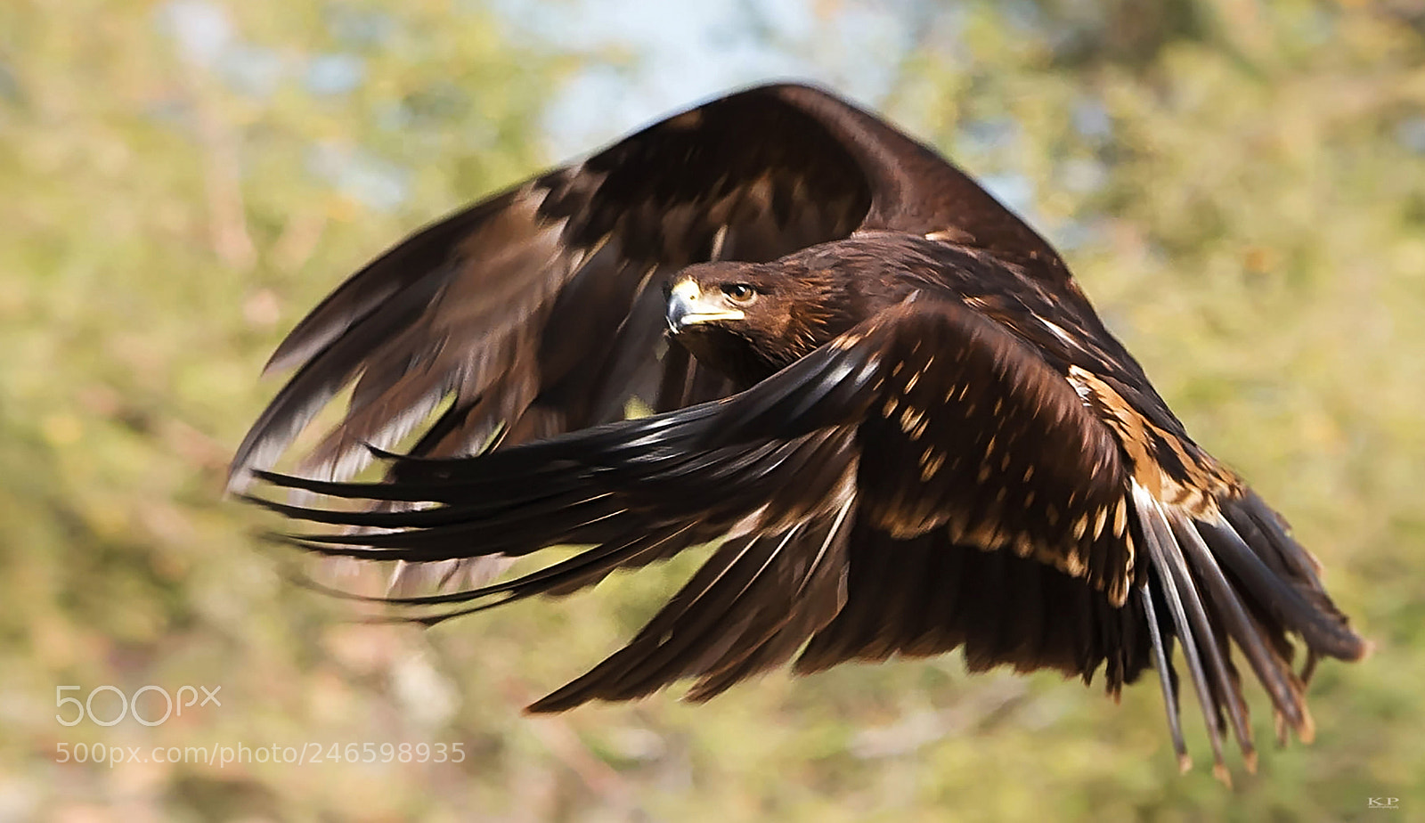 Nikon D7200 sample photo. Steppe eagle photography