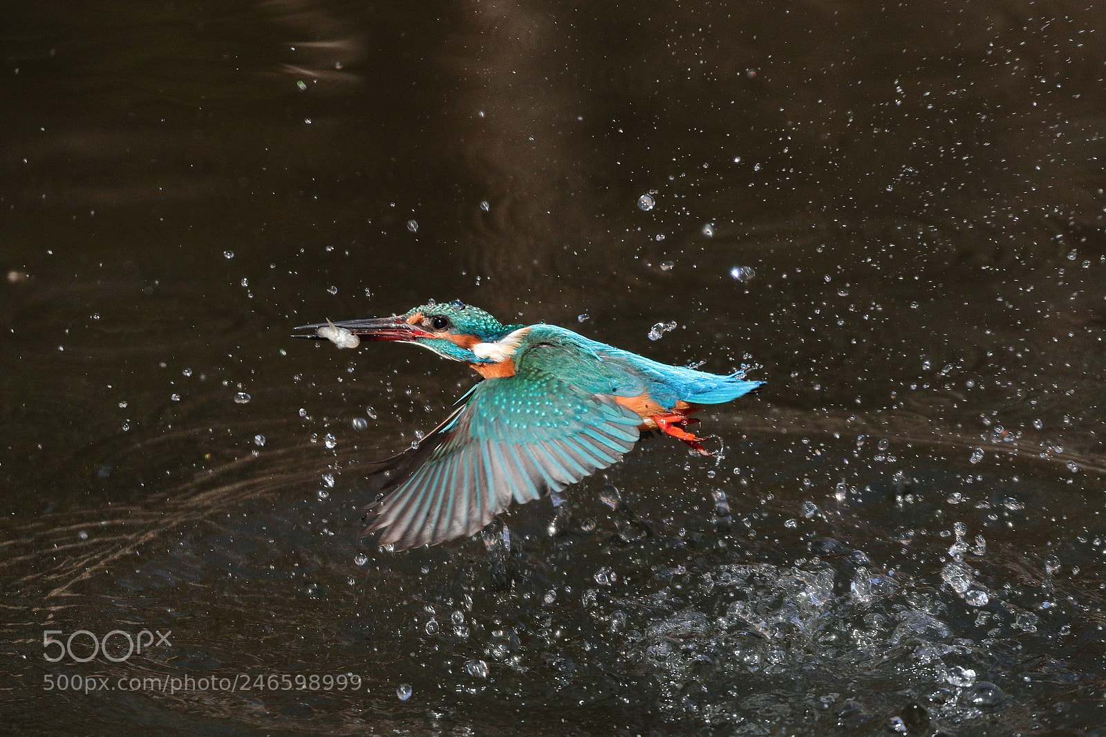 Canon EOS 7D Mark II sample photo. Kingfisher hunting5780 photography
