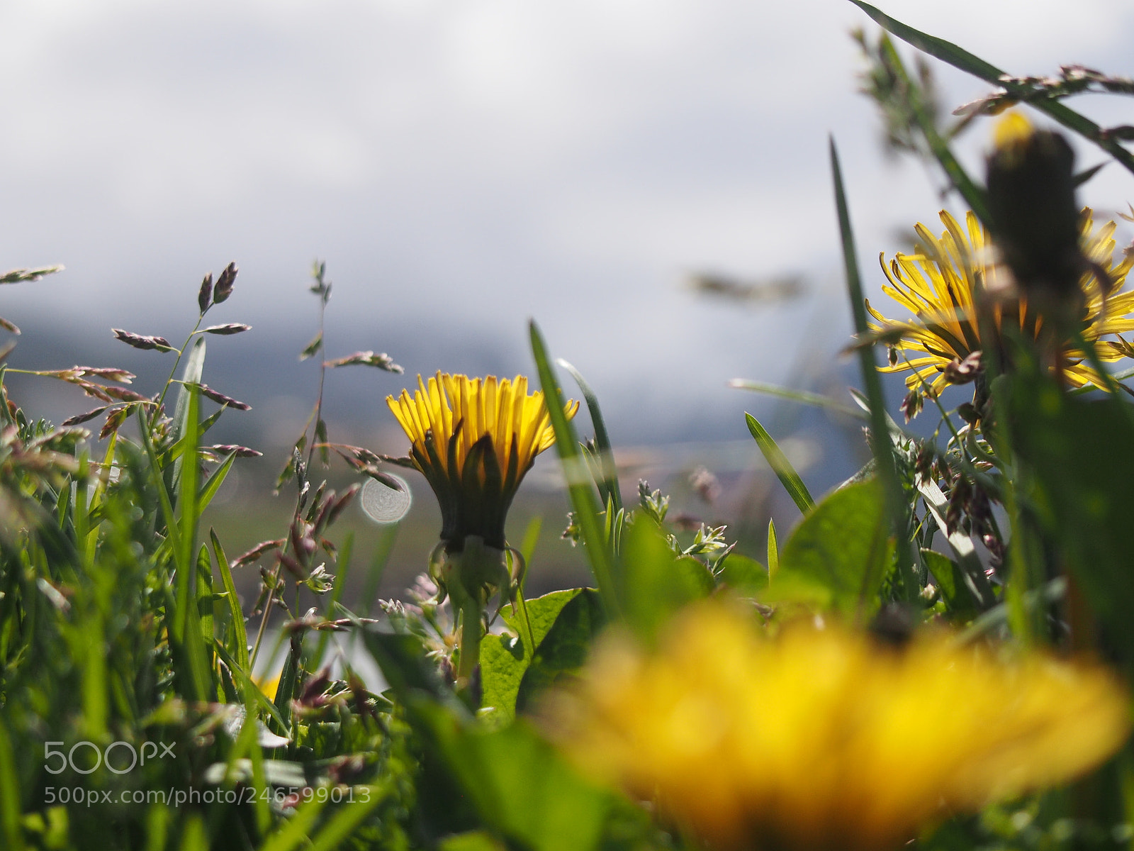 Olympus PEN E-PL5 sample photo. Flowers and view to photography