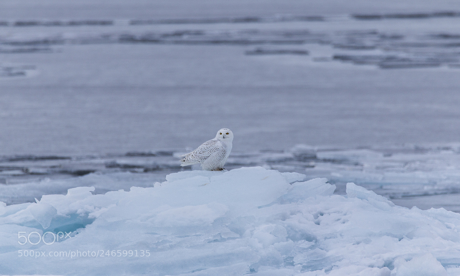 Canon EOS 60D sample photo. Snowy owl photography