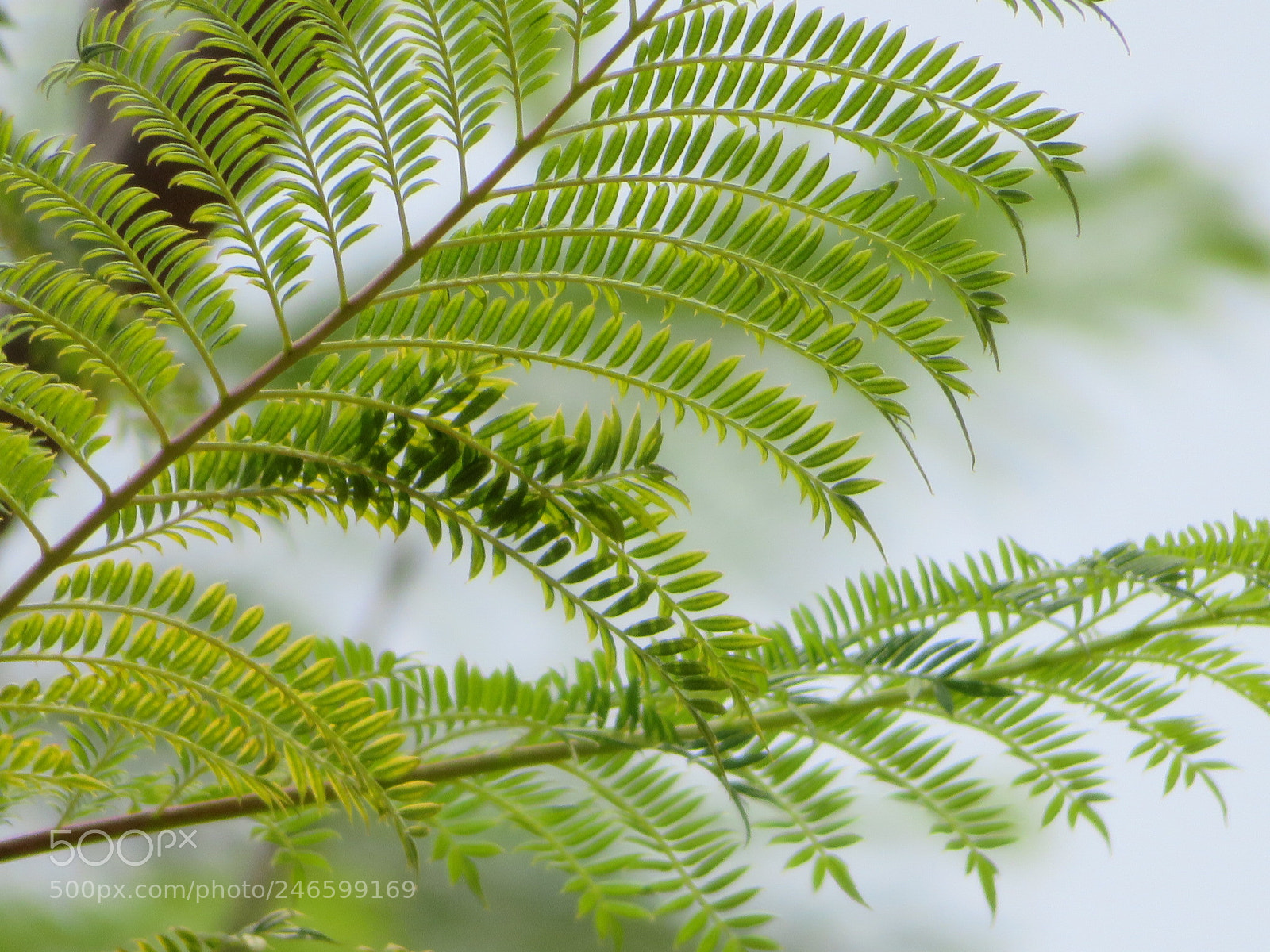 Canon PowerShot SX720 HS sample photo. The story of leaves photography
