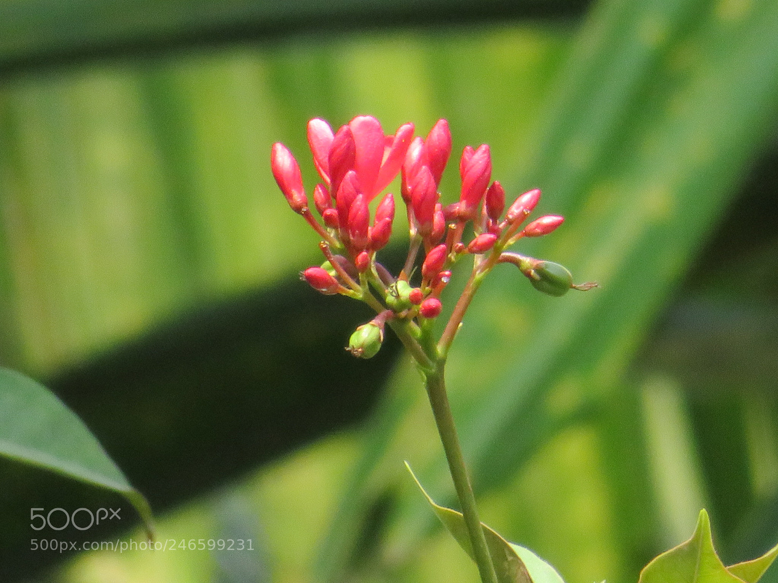 Canon PowerShot SX720 HS sample photo. The extravagance of beauty photography